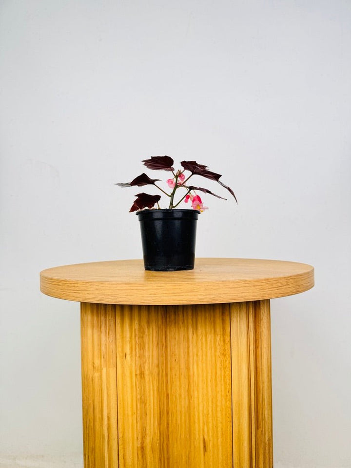 Begonia Pink Minx | Uprooted