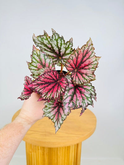 Begonia Rex - Bewitched Red Black | Uprooted