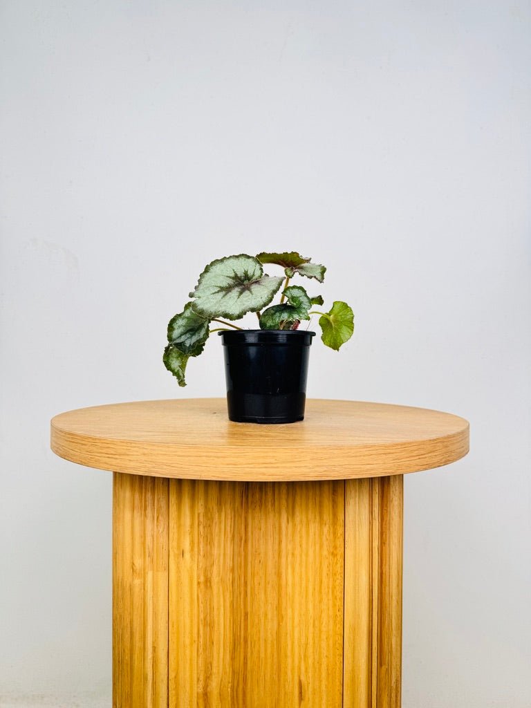 Begonia Rex - Escargot | Uprooted
