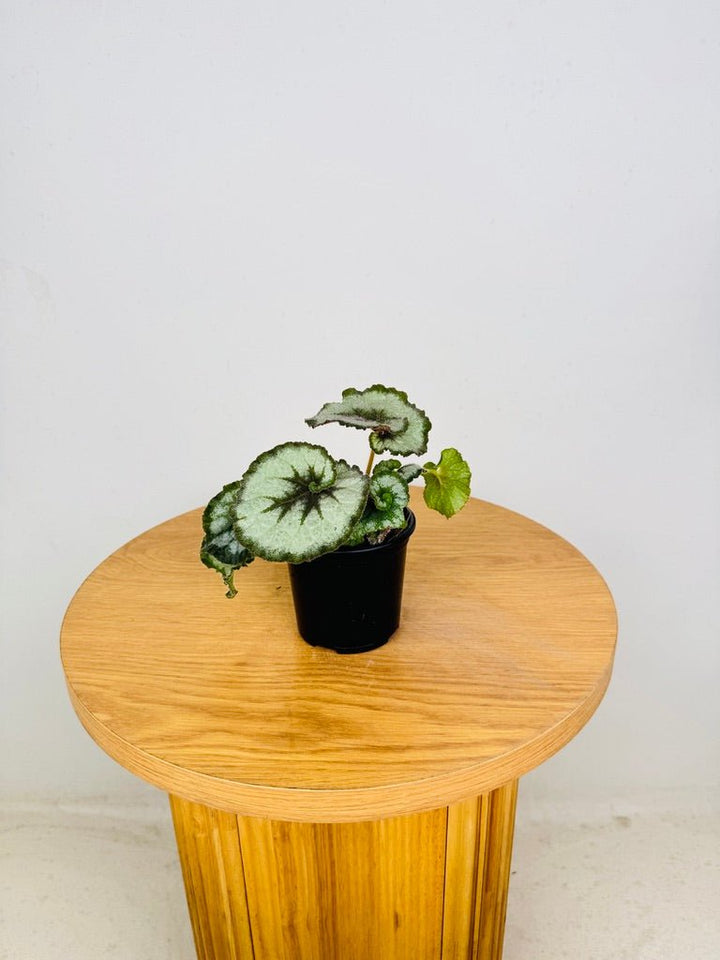 Begonia Rex - Escargot | Uprooted