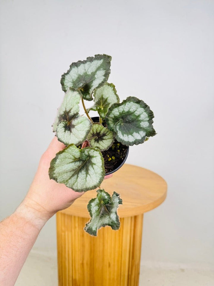 Begonia Rex - Escargot | Uprooted