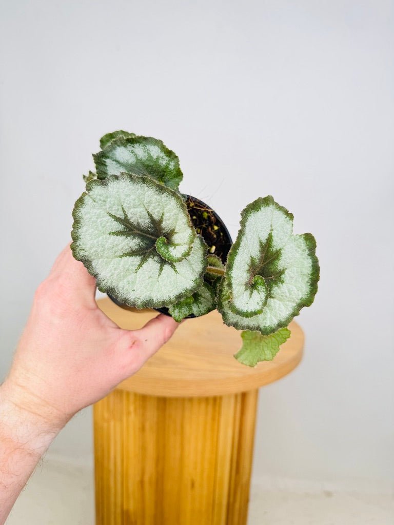 Begonia Rex - Escargot | Uprooted