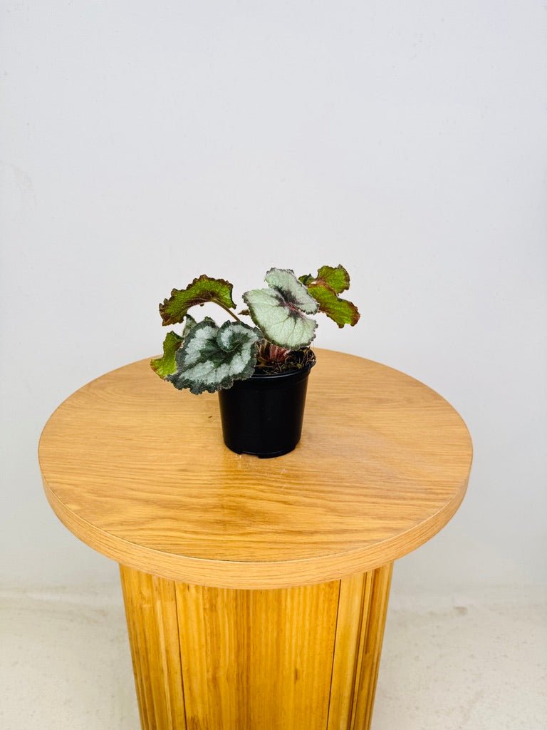 Begonia Rex - Escargot | Uprooted