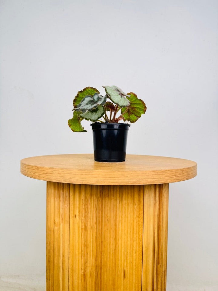 Begonia Rex - Escargot | Uprooted