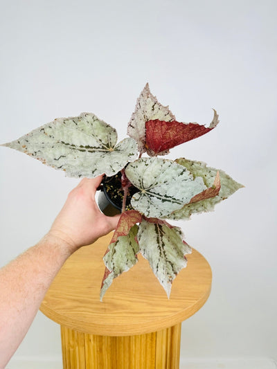 Begonia Rex Silver White | Uprooted