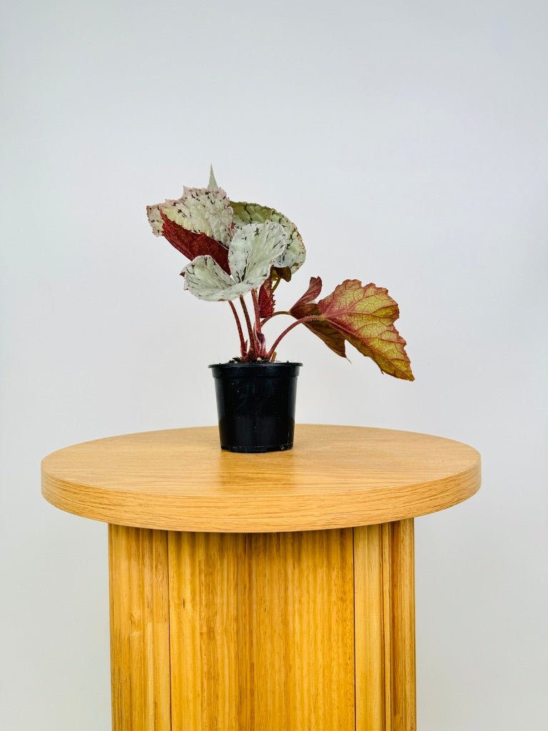 Begonia Rex Silver White | Uprooted