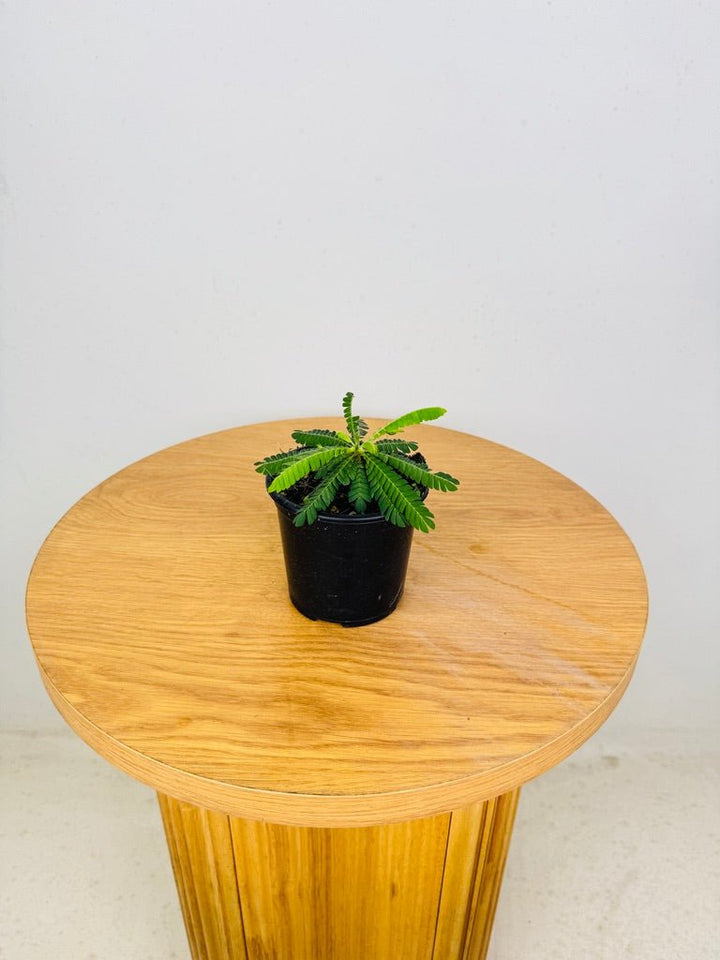 Biophytum Sensitivum - The Little Tree Plant 🌴 | Uprooted