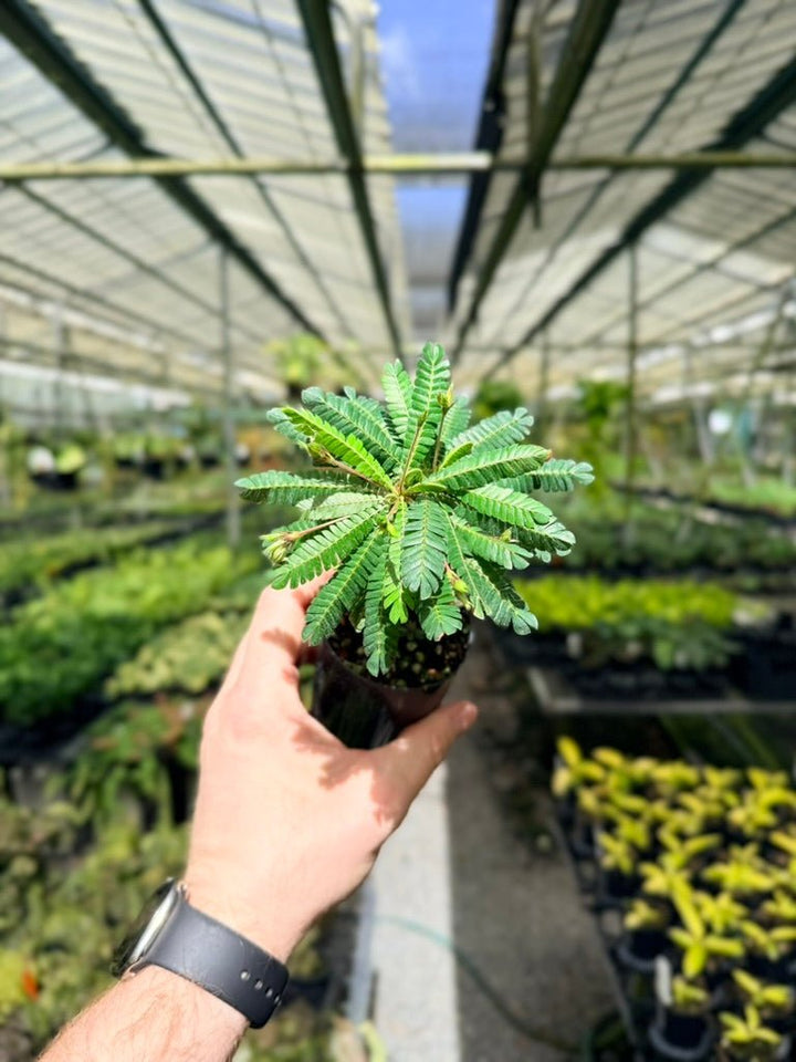 Biophytum Sensitivum - The Little Tree Plant 🌴 | Uprooted