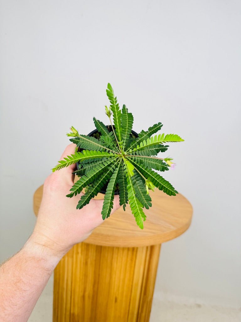 Biophytum Sensitivum - The Little Tree Plant 🌴 | Uprooted
