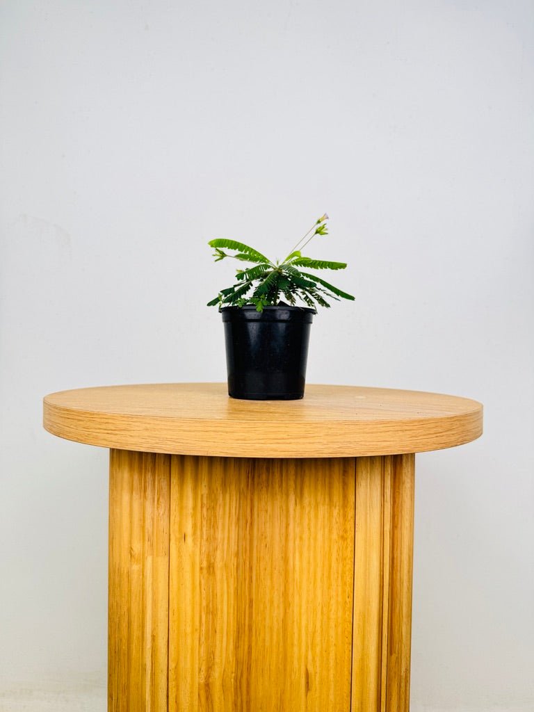Biophytum Sensitivum - The Little Tree Plant 🌴 | Uprooted