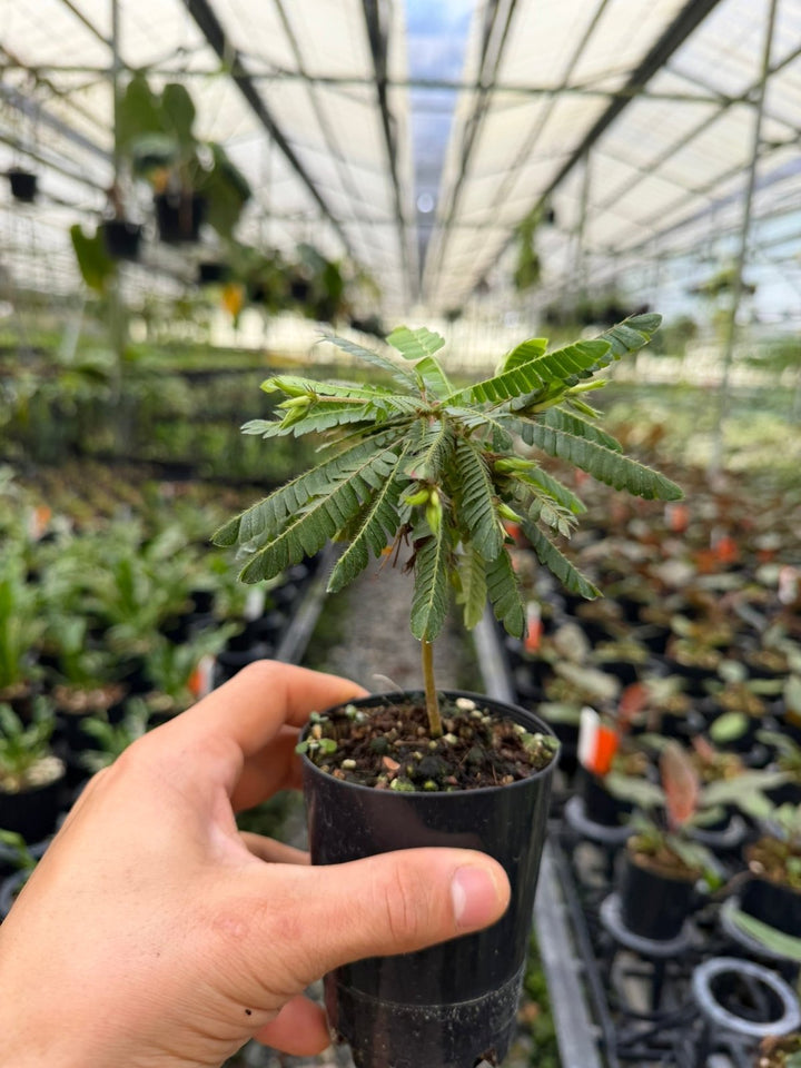 Biophytum Sensitivum - The Little Tree Plant 🌴 | Uprooted