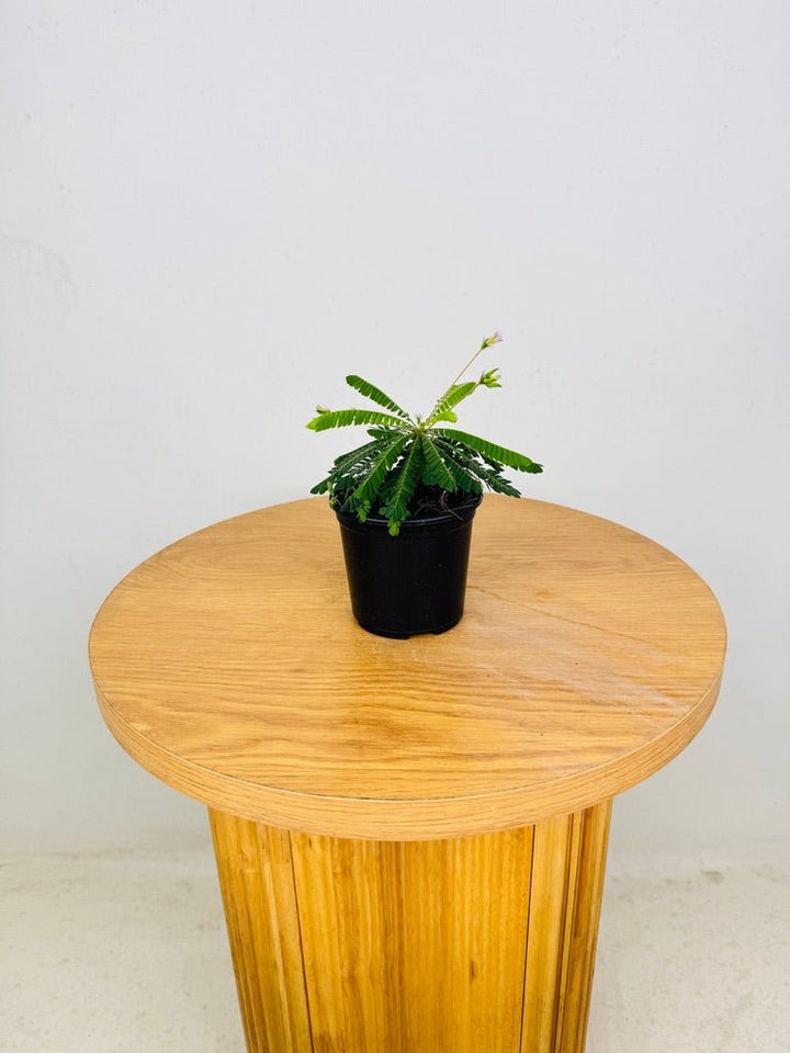 Biophytum Sensitivum - The Little Tree Plant 🌴 | Uprooted