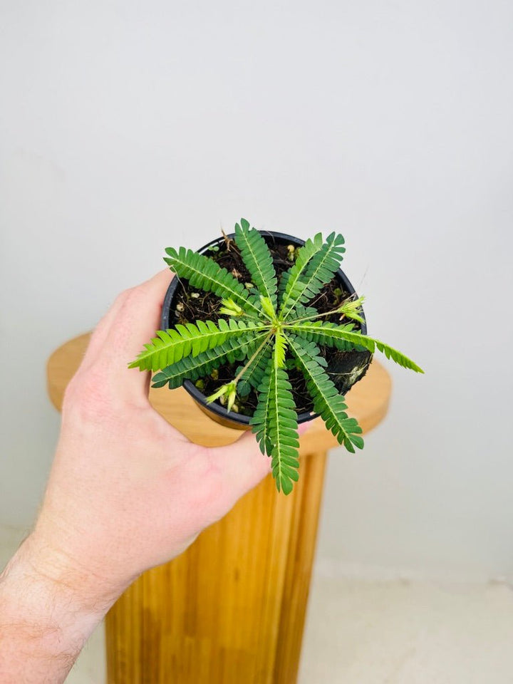 Biophytum Sensitivum - The Little Tree Plant 🌴 | Uprooted