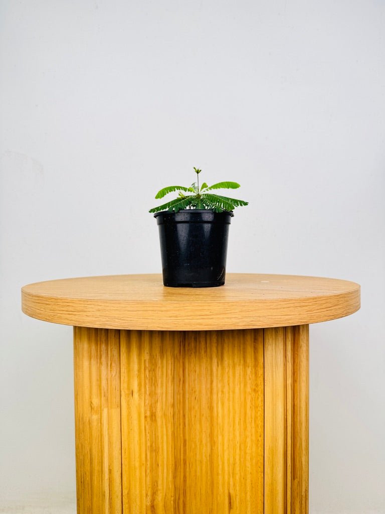 Biophytum Sensitivum - The Little Tree Plant 🌴 | Uprooted