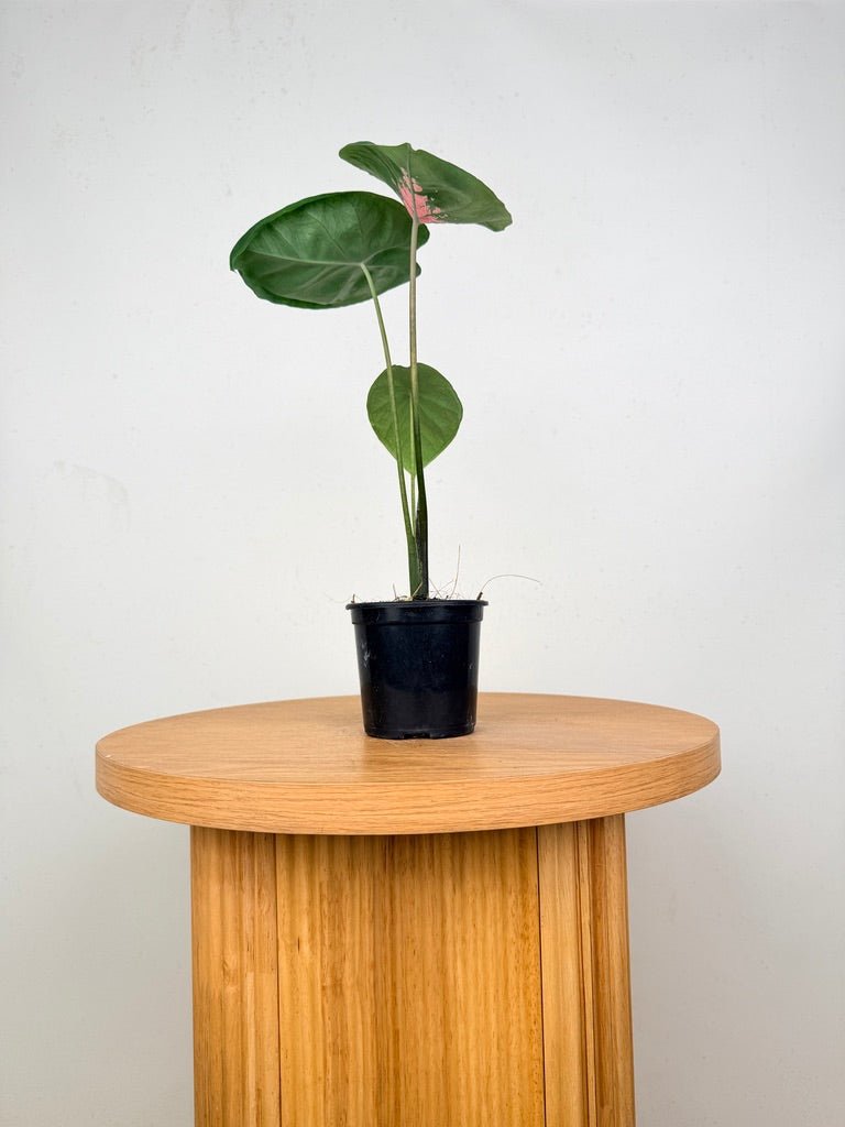 Caladium Bicolor - Ballet Slippers | Uprooted