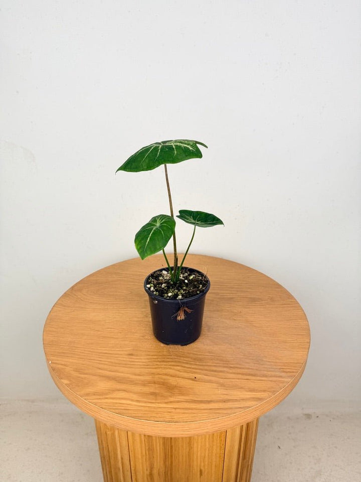 Caladium Bicolor - Ballet Slippers | Uprooted