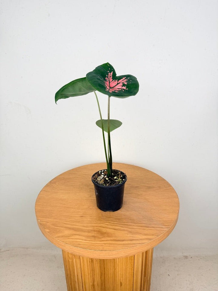 Caladium Bicolor - Ballet Slippers | Uprooted