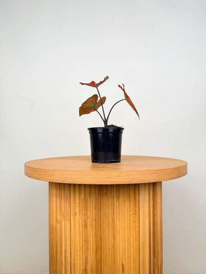 Caladium Bicolor - Blazing Sun | Uprooted