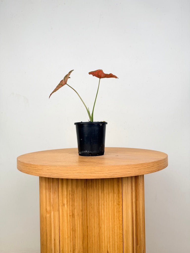 Caladium Bicolor - Blazing Sun | Uprooted