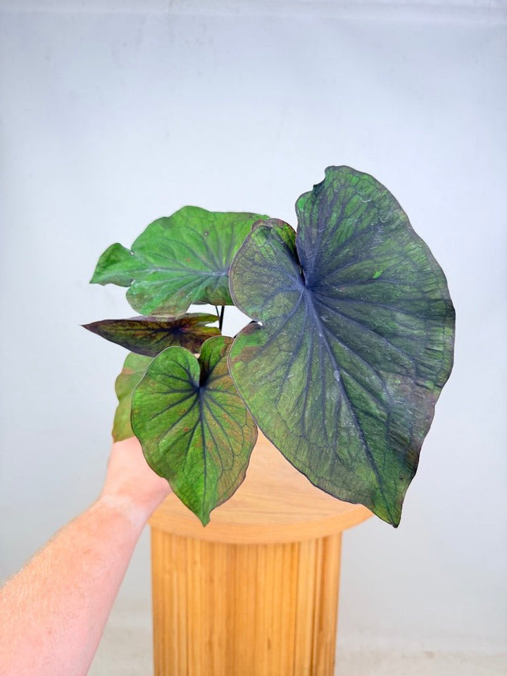 Caladium Bicolor - Burgundy Nights | Uprooted