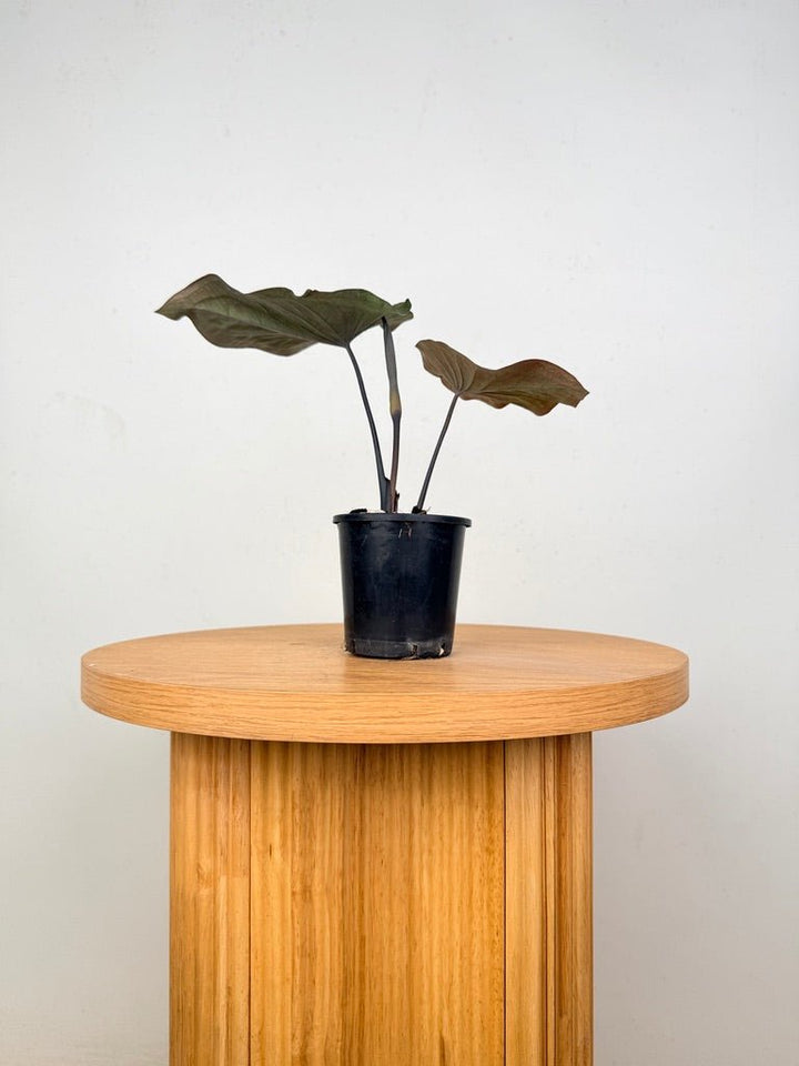 Caladium Bicolor - Burgundy Nights | Uprooted