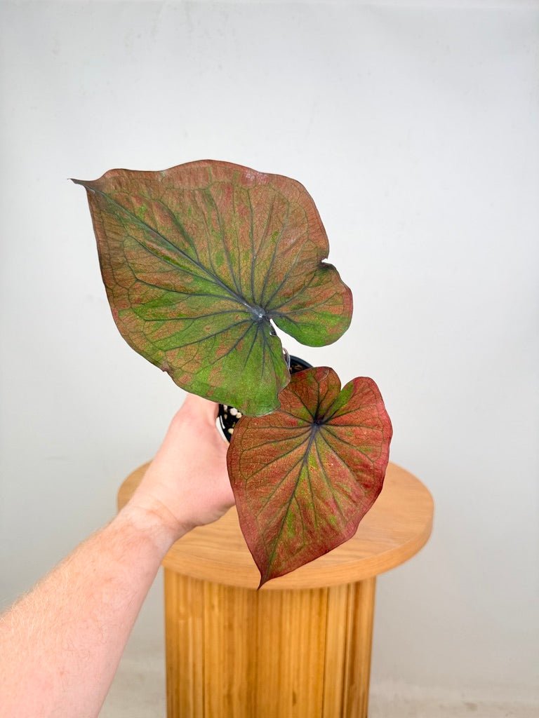 Caladium Bicolor - Burgundy Nights | Uprooted