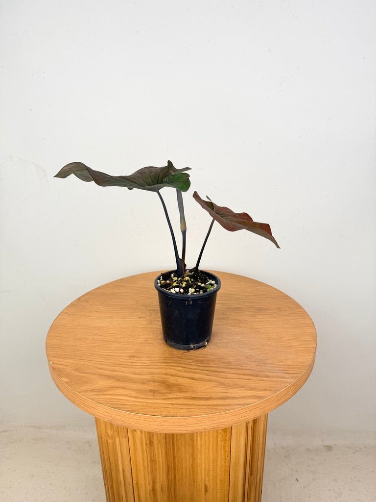 Caladium Bicolor - Burgundy Nights | Uprooted