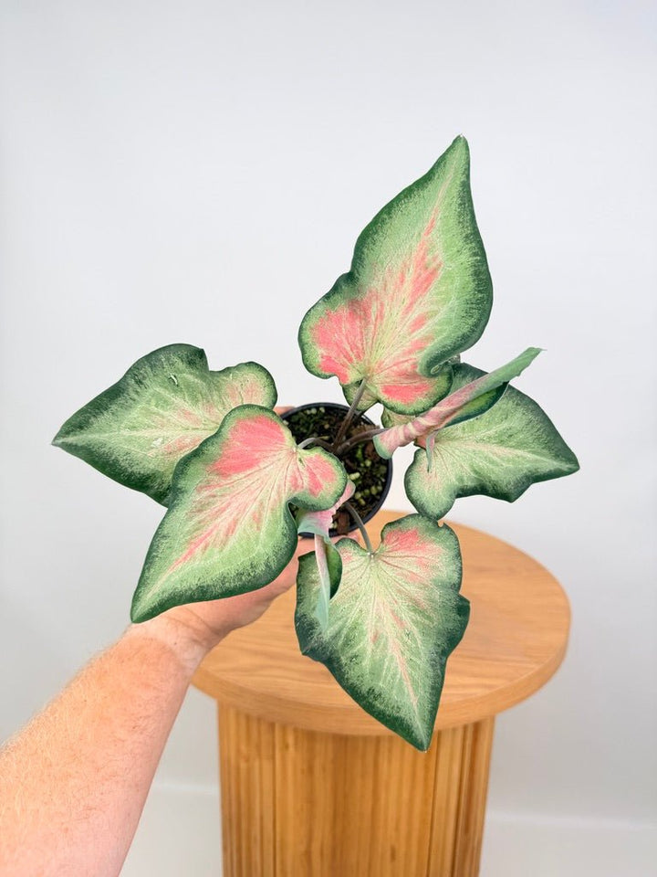 Caladium Bicolor - Candy Apple | Uprooted