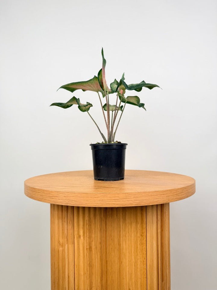 Caladium Bicolor - Candy Apple | Uprooted