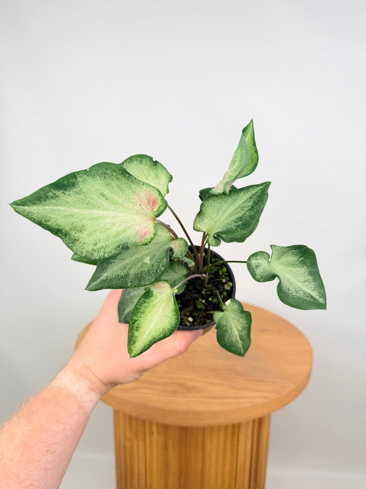 Caladium Bicolor - Candy Apple | Uprooted