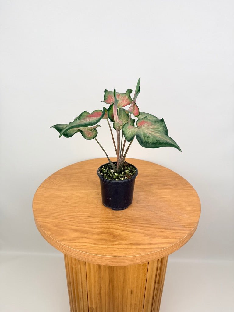 Caladium Bicolor - Candy Apple | Uprooted