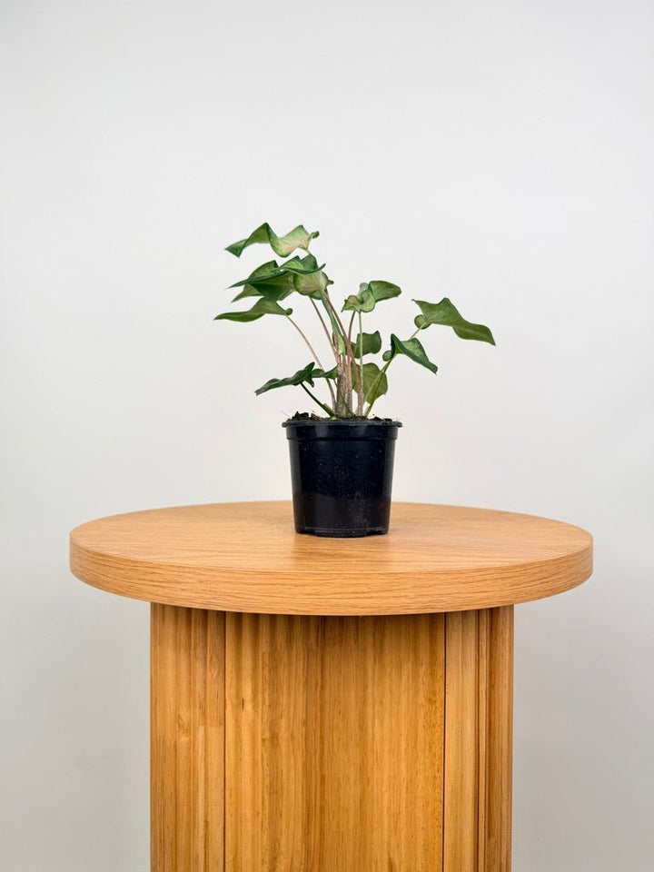 Caladium Bicolor - Candy Apple | Uprooted