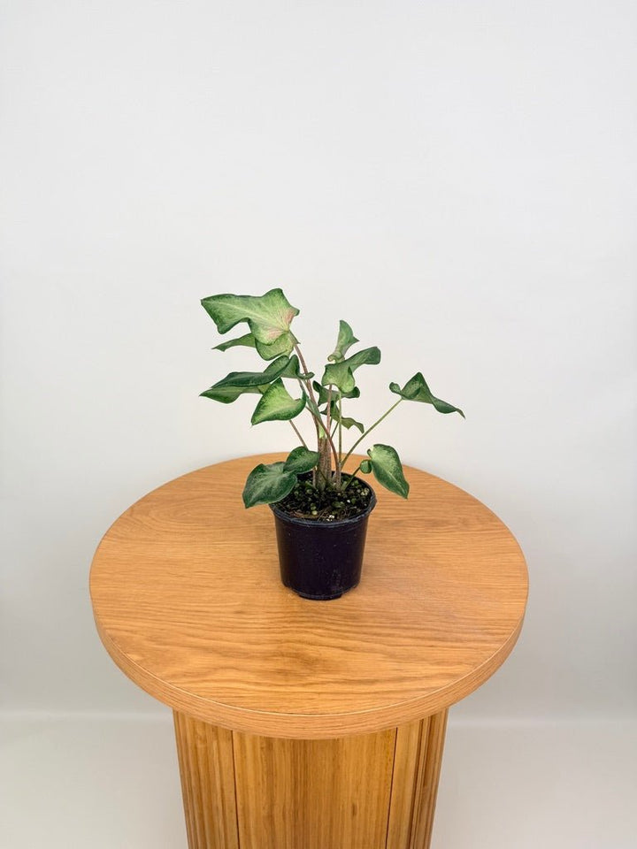 Caladium Bicolor - Candy Apple | Uprooted