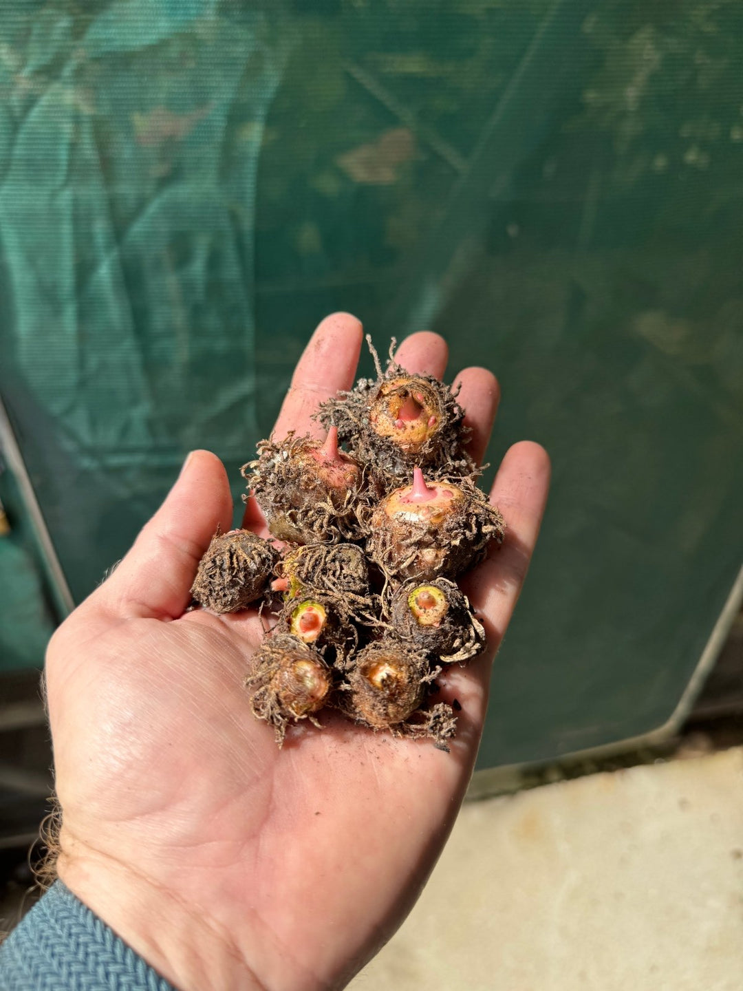 Caladium Bicolor Corms - 10 Pack | Uprooted