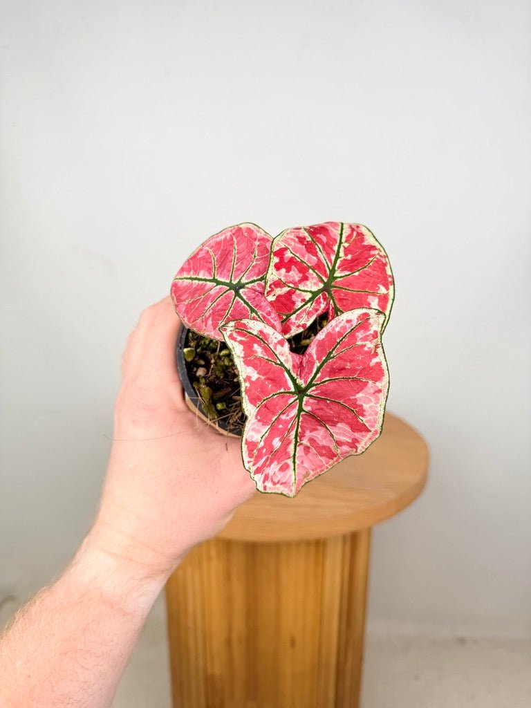 Caladium Bicolor - Fire Phoenix | Uprooted