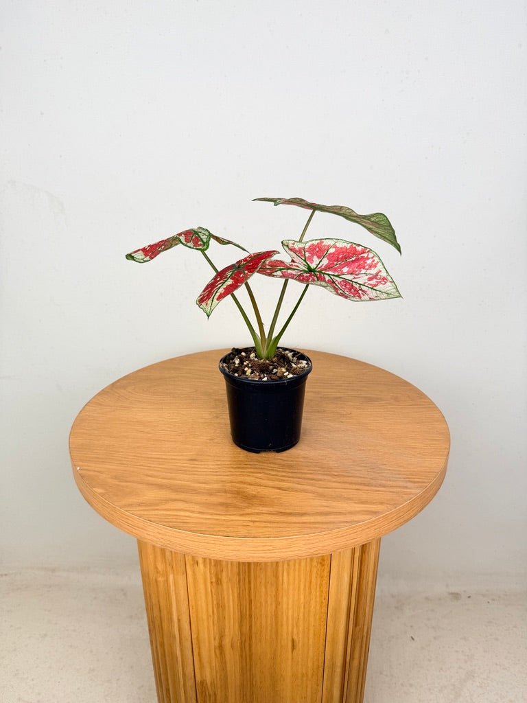 Caladium Bicolor - Fire Phoenix | Uprooted