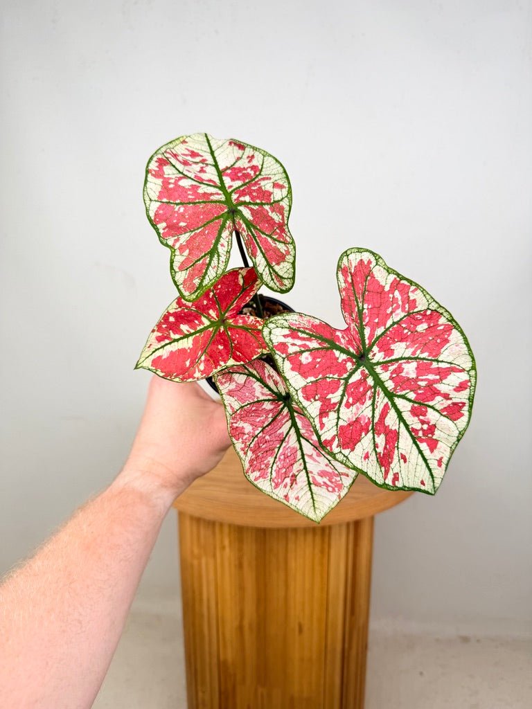 Caladium Bicolor - Fire Phoenix | Uprooted