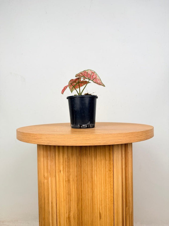 Caladium Bicolor - Fire Phoenix | Uprooted