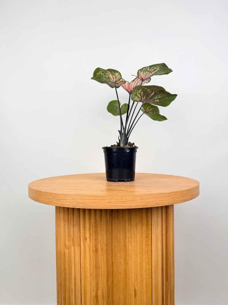 Caladium Bicolor - GBB238 NOID | Uprooted