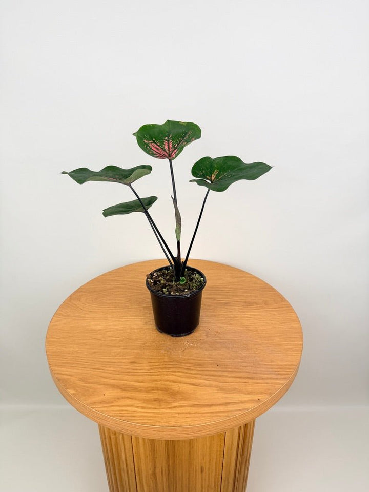 Caladium Bicolor - GBB238 NOID | Uprooted