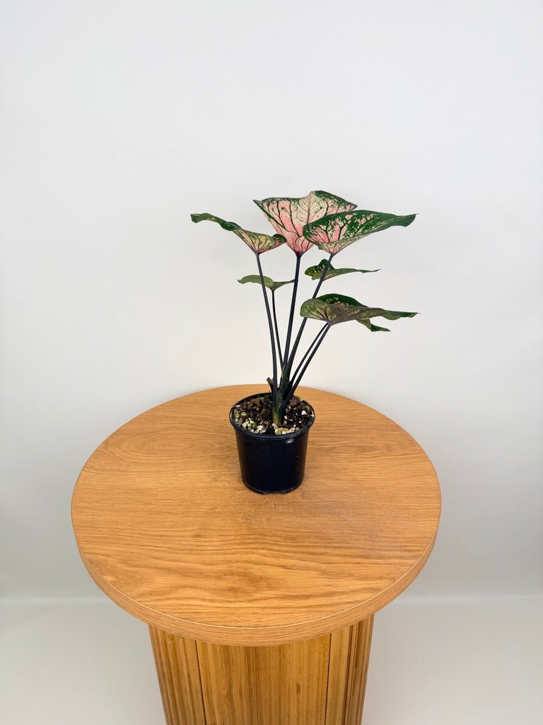 Caladium Bicolor - GBB238 NOID | Uprooted