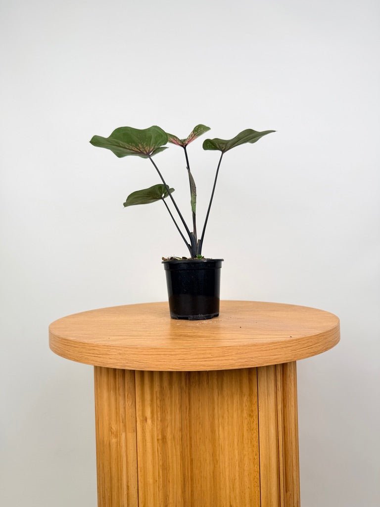 Caladium Bicolor - GBB238 NOID | Uprooted