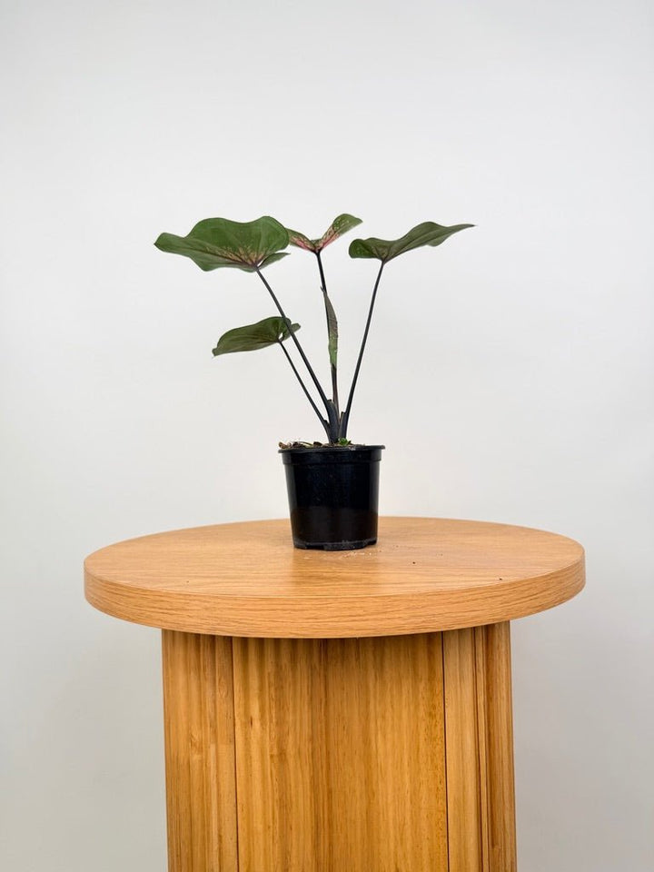 Caladium Bicolor - GBB238 NOID | Uprooted