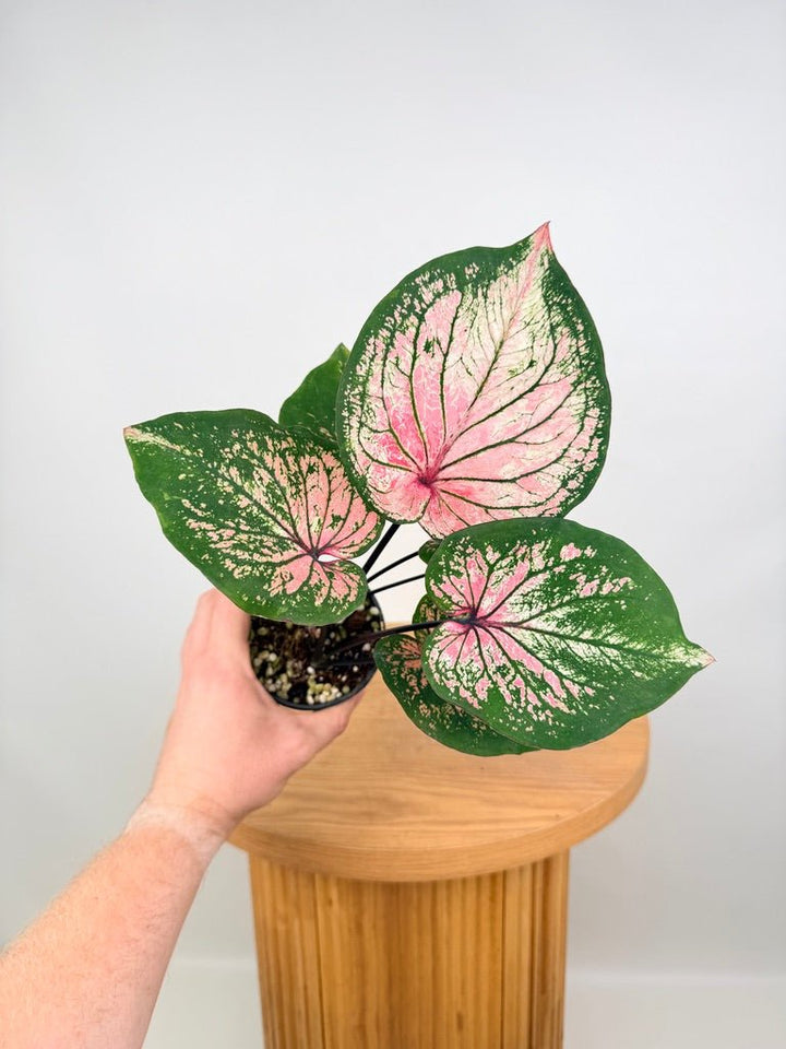 Caladium Bicolor - GBB238 NOID | Uprooted
