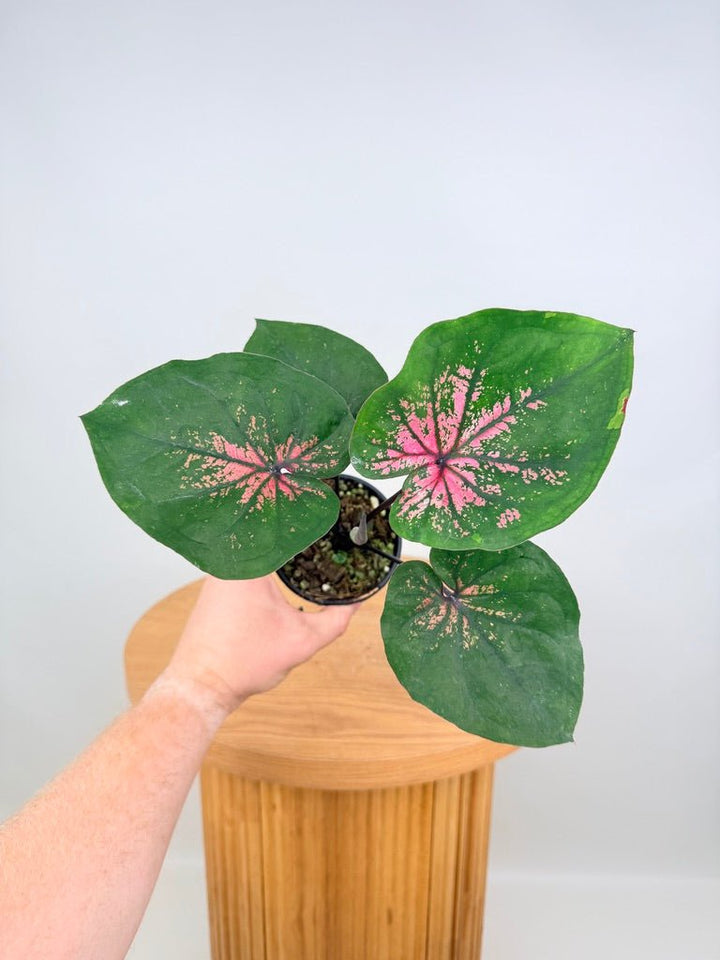 Caladium Bicolor - GBB238 NOID | Uprooted