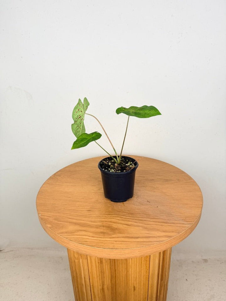 Caladium Bicolor - Miss Muffet | Uprooted