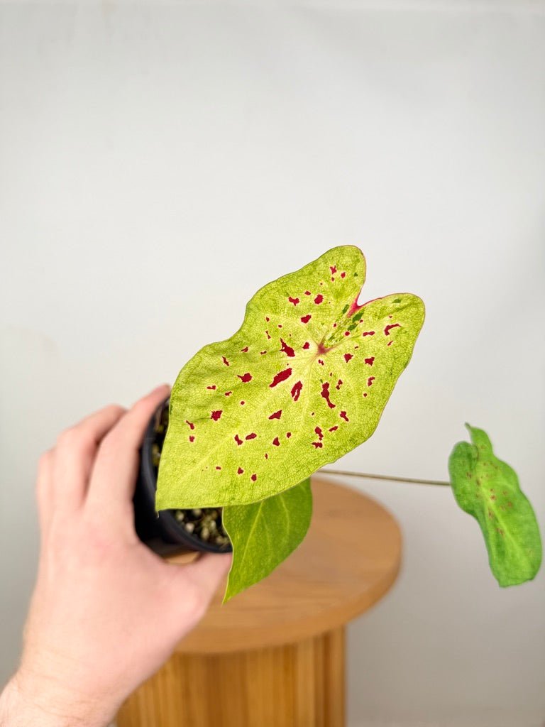 Caladium Bicolor - Miss Muffet | Uprooted