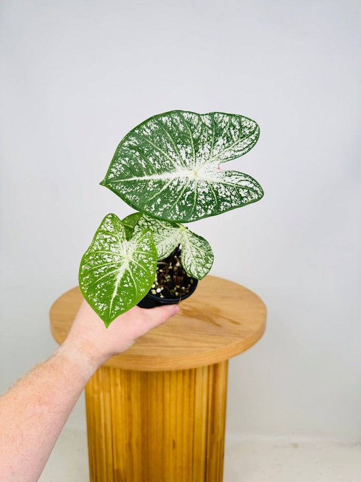 Caladium Bicolor - Moonie | Uprooted
