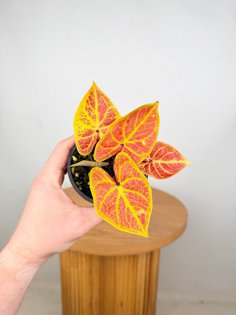 Caladium Bicolor - New Wave | Uprooted