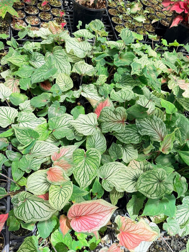 Caladium Bicolor - NOID [Free] All states ok | Uprooted